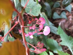 Begonia malabarica