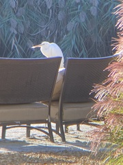 Ardea herodias occidentalis