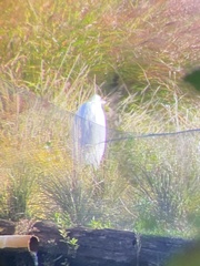 Ardea herodias occidentalis