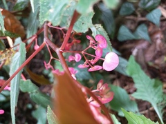 Begonia malabarica