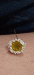 Anthemis ruthenica
