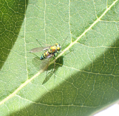 Condylostylus comatus