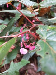Begonia malabarica
