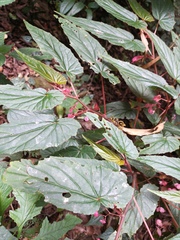 Begonia malabarica