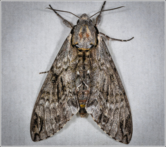 Psilogramma casuarinae