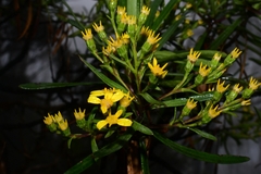 Centropappus brunonis
