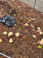 Stropharia ambigua