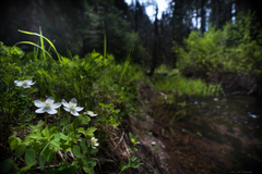 Anemonastrum deltoideum