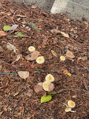 Stropharia ambigua