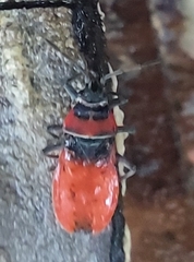 Neacoryphus bicrucis