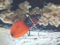 Neacoryphus bicrucis