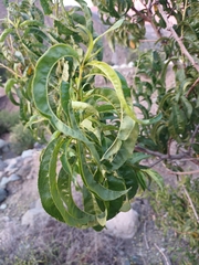 Schinus latifolia