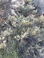 Ericameria laricifolia