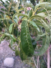 Schinus latifolia