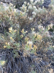 Ericameria laricifolia