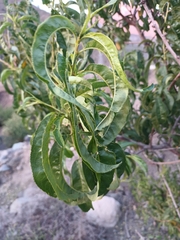 Schinus latifolia