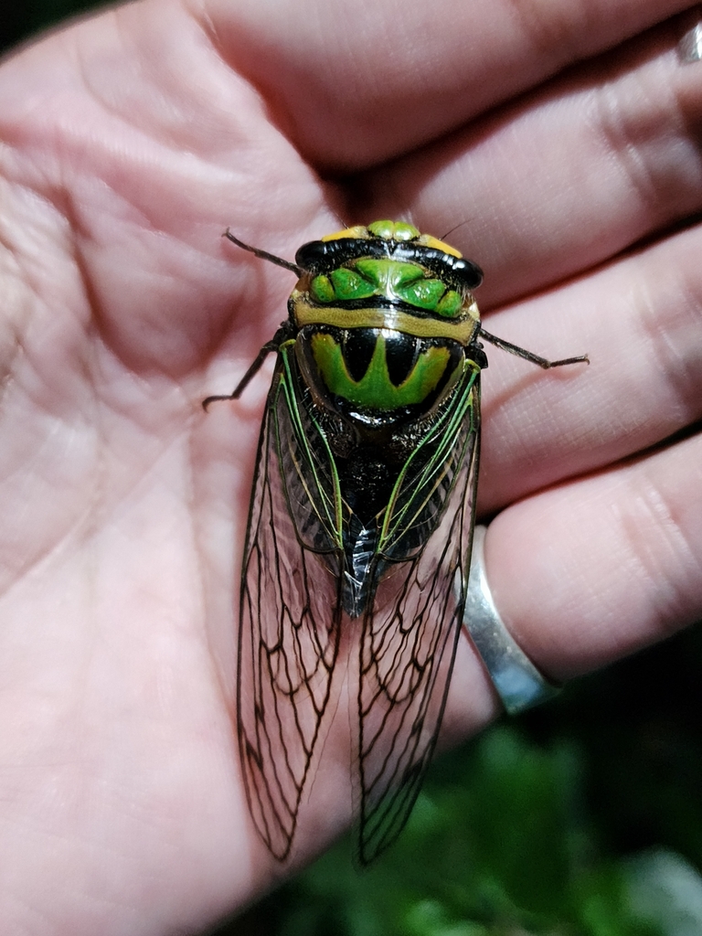 Guyalna bonaerensis