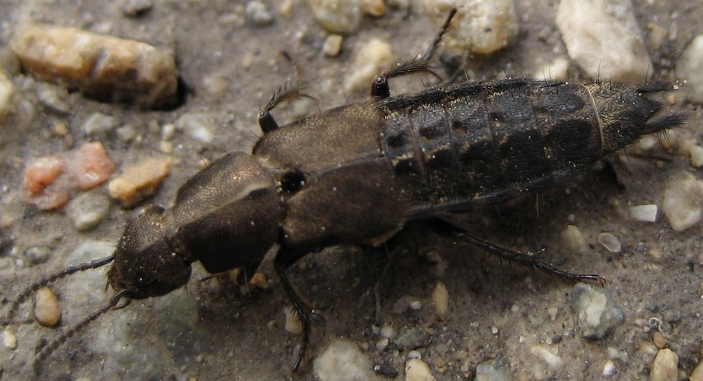 Platydracus exulans
