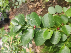 Phyllantheae