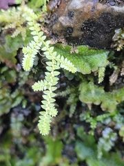 Selaginella apoda