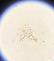 Hydrodictyaceae
