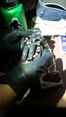 Micruroides euryxanthus euryxanthus