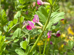 Vicia sativa nigra
