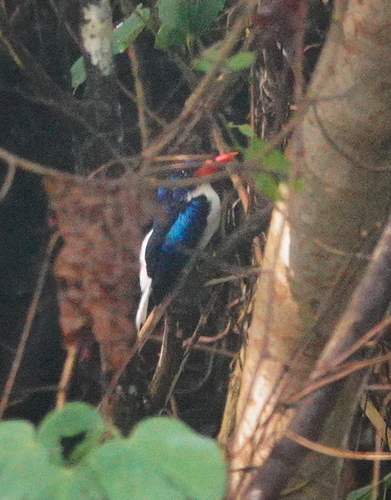 Subspecies Tanysiptera galatea nais · iNaturalist