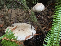 Amanita smithiana