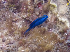 Azurina cyanea