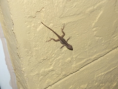 Anolis sagrei