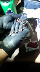 Micruroides euryxanthus euryxanthus