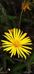 Munnozia