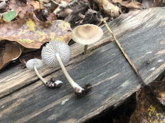 Mycena semivestipes