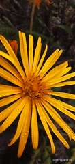 Munnozia