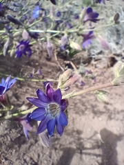 Malesherbia linearifolia