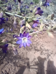 Malesherbia linearifolia