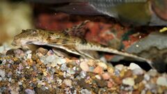 Rineloricaria