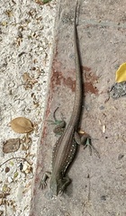 Cnemidophorus arubensis