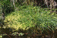 Myriophyllum aquaticum