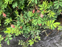 Indigofera hendecaphylla