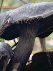 Omphalotus mexicanus