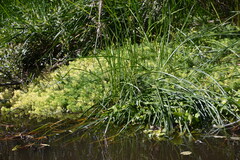 Myriophyllum aquaticum