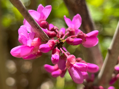 Cercis occidentalis