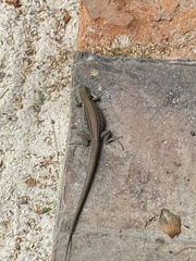 Cnemidophorus arubensis