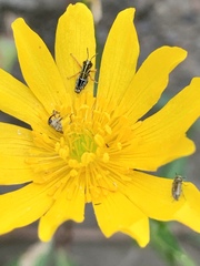 Ranunculus petiolaris