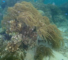 Sclerophytum flexibilis