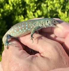 Cnemidophorus arubensis