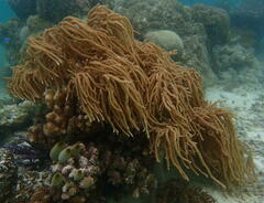 Sclerophytum flexibilis