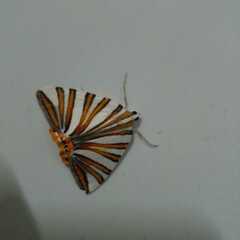 Pityeja histrionaria